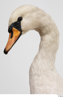 Mute swan head neck 0003.jpg
